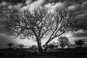 Tree Meadow Landscape