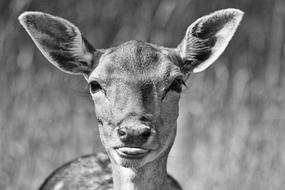 face of roe deer, Black And White