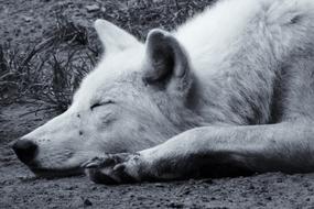 dog Retro Black And White