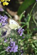 insect on Lavender Butterfly at summer