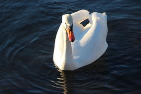 Male white Swan on water