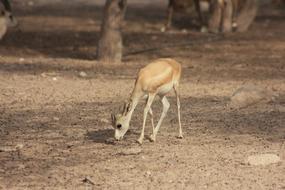 goodly Gazelle in the Wildlife