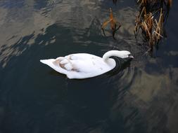 white Swan foraging on Pond