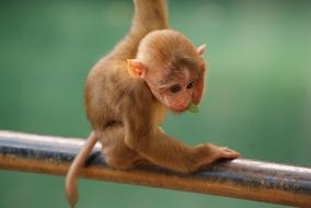 goodly Monkey Baby Animal