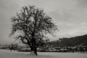 Tree Snow Winter