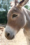fabulous Donkey