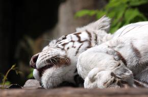 White Tiger Bengal