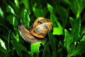 orange-black snail on succulent green leaves