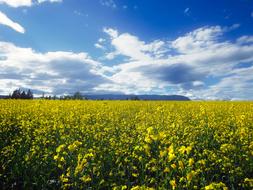 Field Meadow Landscape