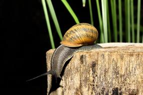 goodly Snail Animal Nature