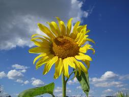 Sunflower Sun Flower