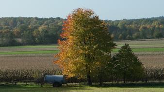 Autumn Tree Golden