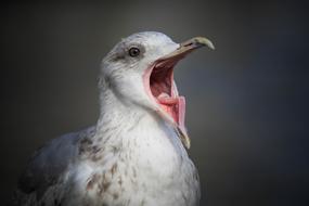 Seagull Elbe Port