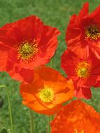 Poppy Red Flowers blooming