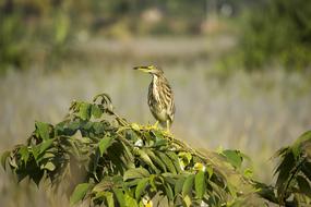 bittern, wading Bird in wetland