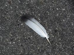 Black and white feather on the ground