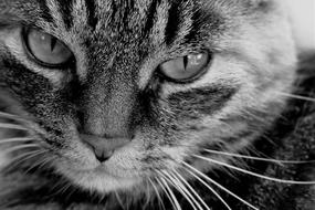 monochrome photo portrait of tabby cat