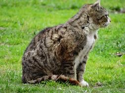 domestic cat sits on a lawn and watches