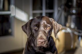 god Labrador Chocolate