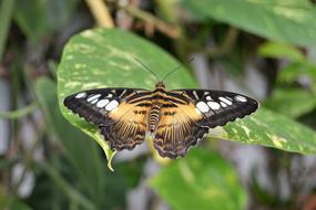 Butterfly Nature Wings