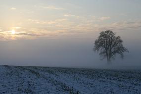 Winter Fog Snow Morning