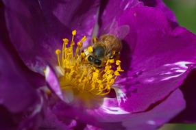Bee Flower Nature