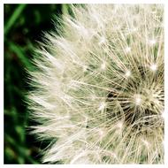 Dandelion Macro Nature