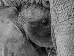 Elephant Baby And Mother monochrome