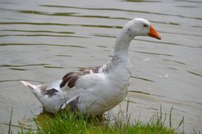 fabulous Goose Bird Waterfowl