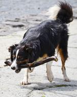 goodly Border Collie