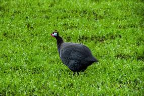 goodly Helmeted Guineafowl