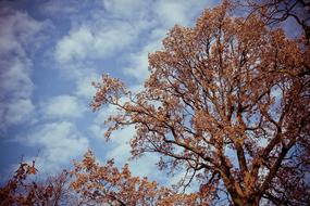 Tree at golden autumn Nature