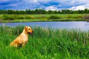 impressively beautiful Dog Hunter Pet
