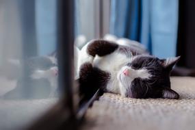 goodly Cat Pet sleep