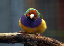 rainbow finch on a branch close-up on blurred background