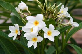 Plumeria Frangipani ManacÃ¡