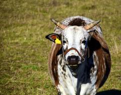 Zebu Beef