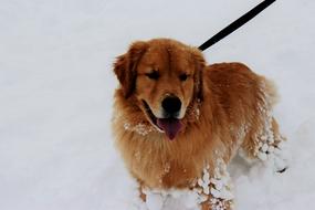 golden retriever is walking in the snow