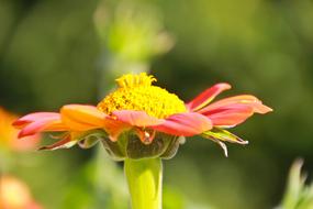 Flower Jardin Des Plantes Red