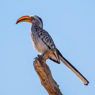 goodlyToucan Namibia