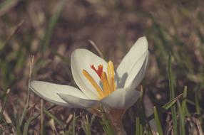 Spring White Flower blooming