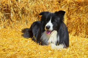 border collie lies on golden hay
