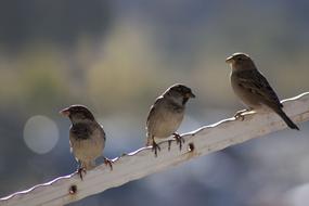 goodly Sparrow Birds Bokeh