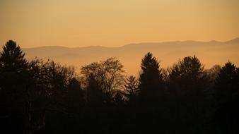 Trees Nature Landscape