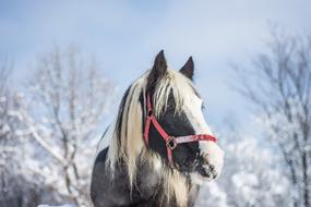 goodly Horse Winter Snow