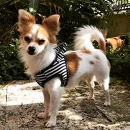 Chihuahua Dog Puppy in clothes