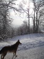 impressively beautiful Snow Wintry Dog