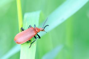 Beetle Soldier red on a blade of grass close up