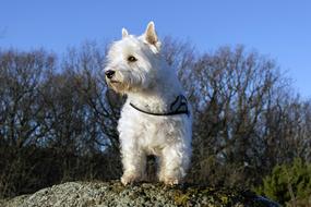 goodly Dog Westie Terrier