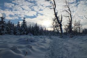 Hertogenwald Snow Sun